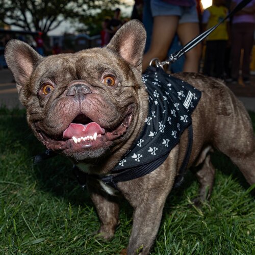 Loki the French Bulldog, Lori Montoya&rsquo;s real estate mascot